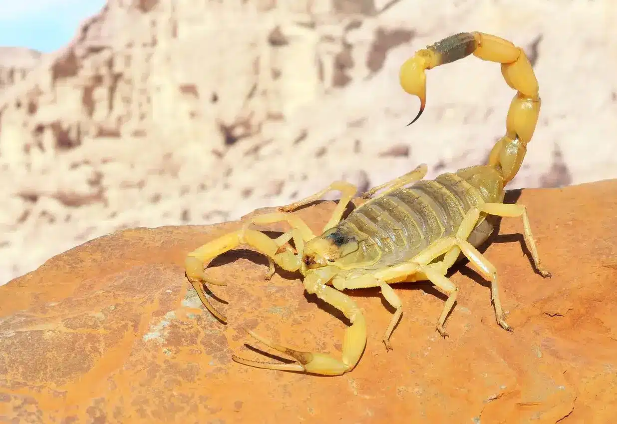 Scorpion Stings: What To Do if You're Stung and How To Avoid It | Brooks  Pest Solutions, image size:1236x849