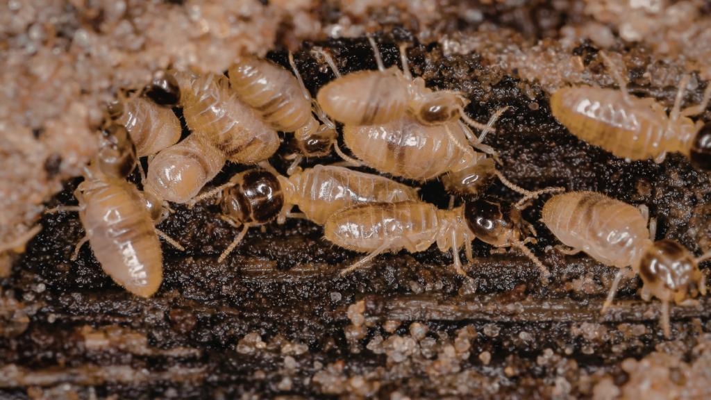 Can You Ever Fully Get Rid of Termites?