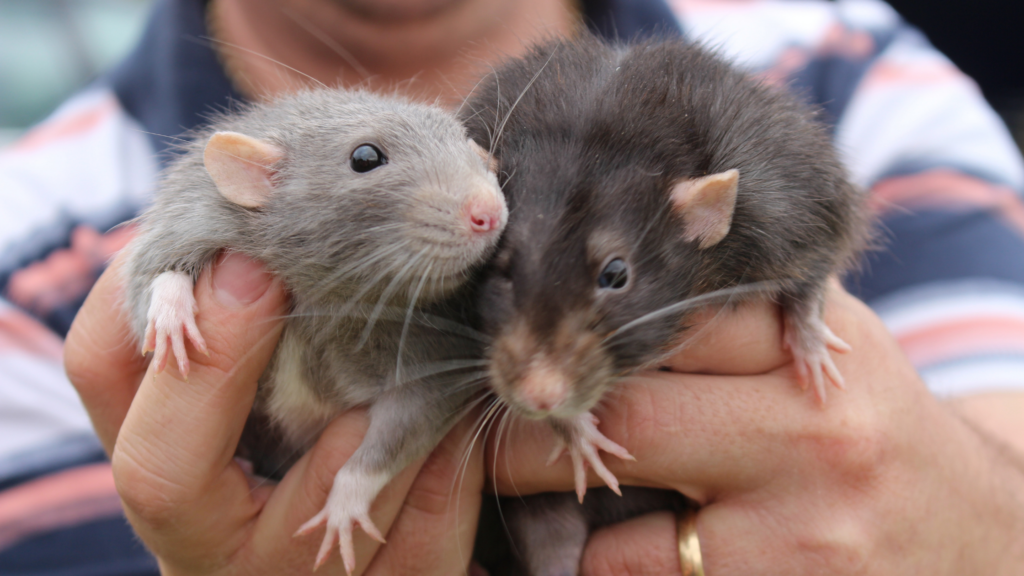 How Do I Tell If I Have Rats or Mice?