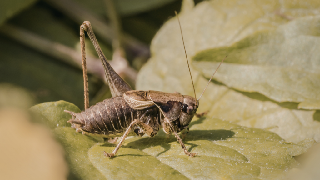 Insects That Resemble Roaches and How to Identify Them