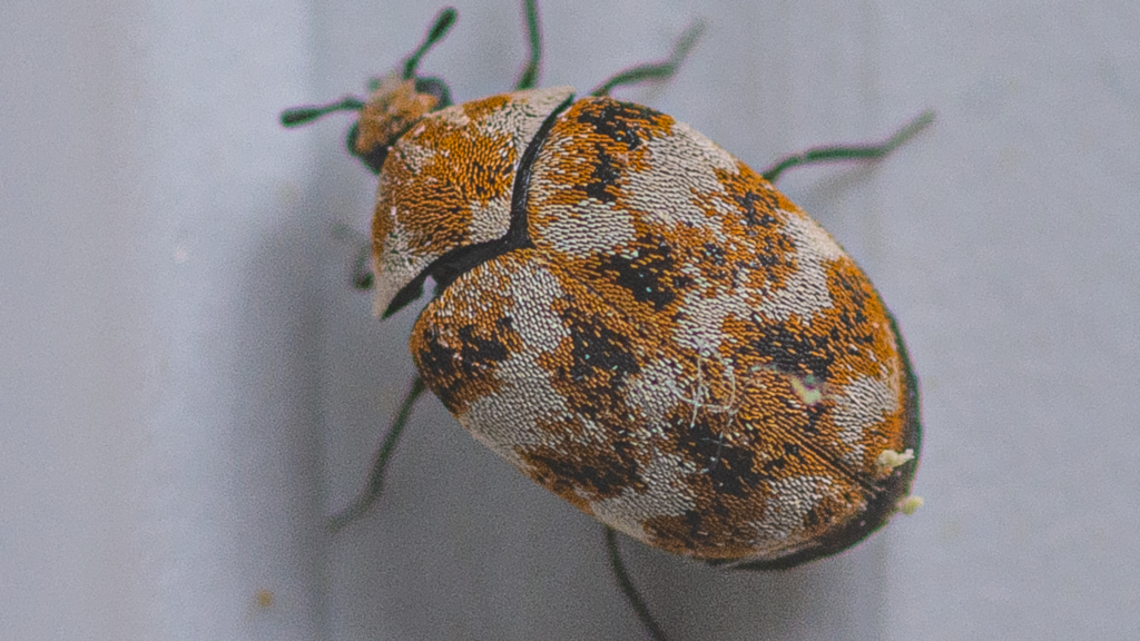 What Are the First Signs of Carpet Beetles?