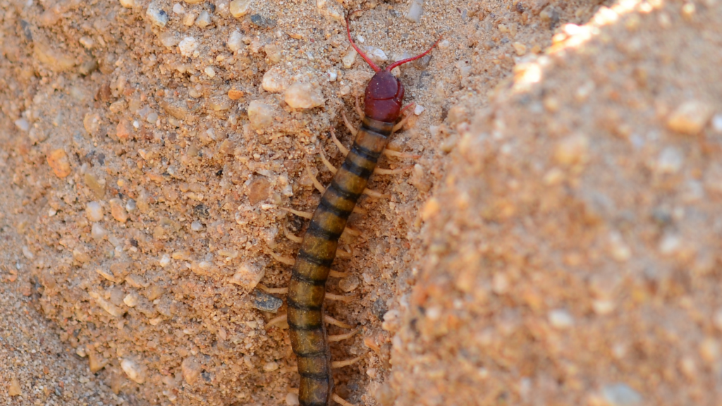 What Is the Best Way to Get Rid of Centipedes?