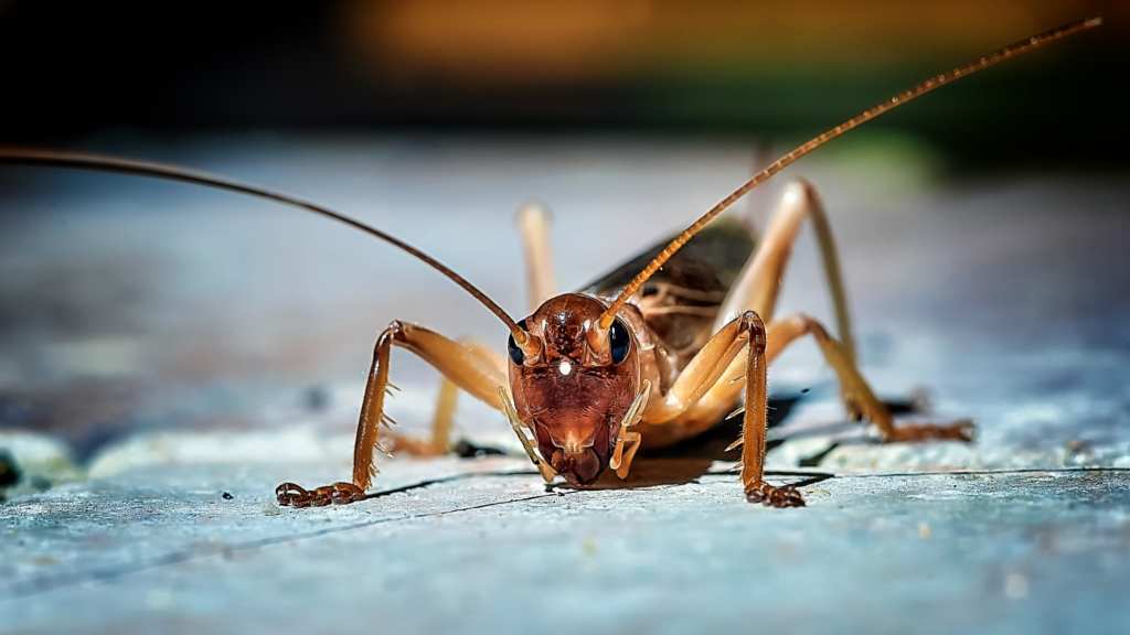 Why Are We Infested with Crickets?